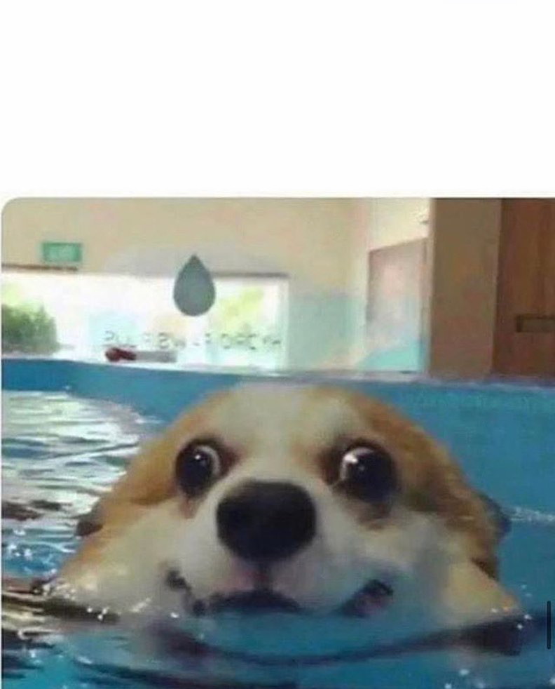 doggo swim Blank Meme Template