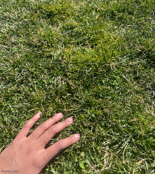 D4rk. Touches grass for the first time!1!11! (@pyro i did it) | image tagged in grass | made w/ Imgflip meme maker