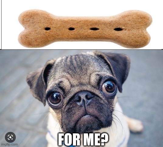 NOT FOR ME? IMPOSSIBLE | FOR ME? | image tagged in dad joke dog | made w/ Imgflip meme maker