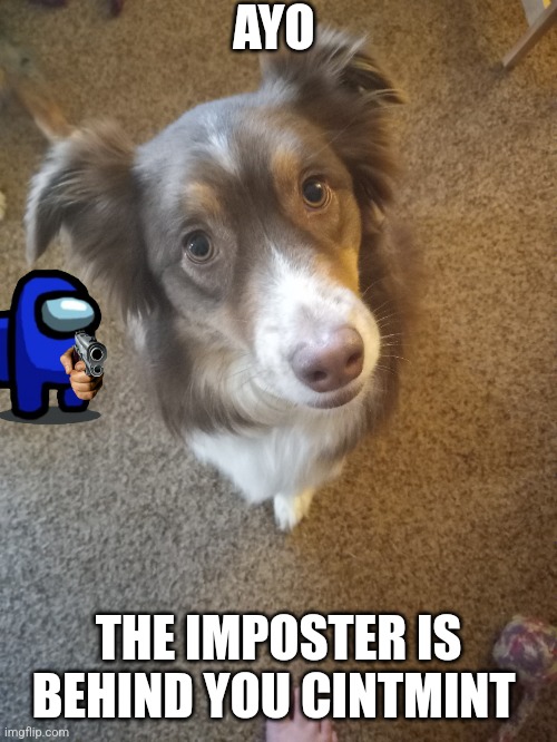 Imposters! | AYO; THE IMPOSTER IS BEHIND YOU CINTMINT | image tagged in the cintmint | made w/ Imgflip meme maker