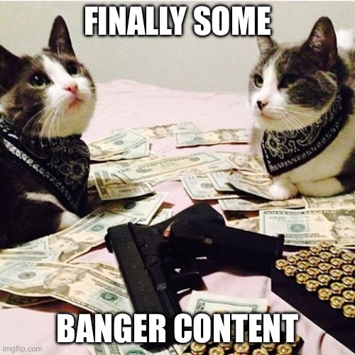 oh yeah | FINALLY SOME; BANGER CONTENT | image tagged in gang banger cats | made w/ Imgflip meme maker