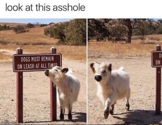 image tagged in memes | made w/ Imgflip meme maker