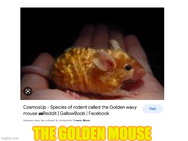 It is actually Golden Mouse! | THE GOLDEN MOUSE | image tagged in princess_jade,a,e,i,o,u | made w/ Imgflip meme maker