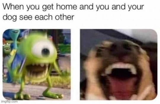 image tagged in memes,funny,dogs | made w/ Imgflip meme maker