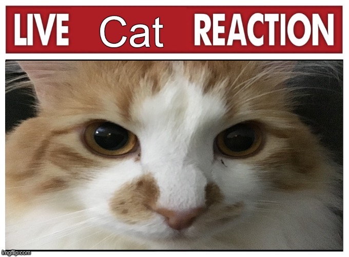 Cat | made w/ Imgflip meme maker