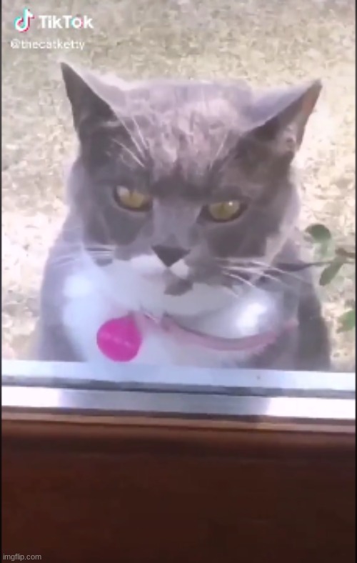 The Julian Calendar was replaced when this guy showed up months early for New Year's, | image tagged in cat,funny cats,tiktok | made w/ Imgflip meme maker