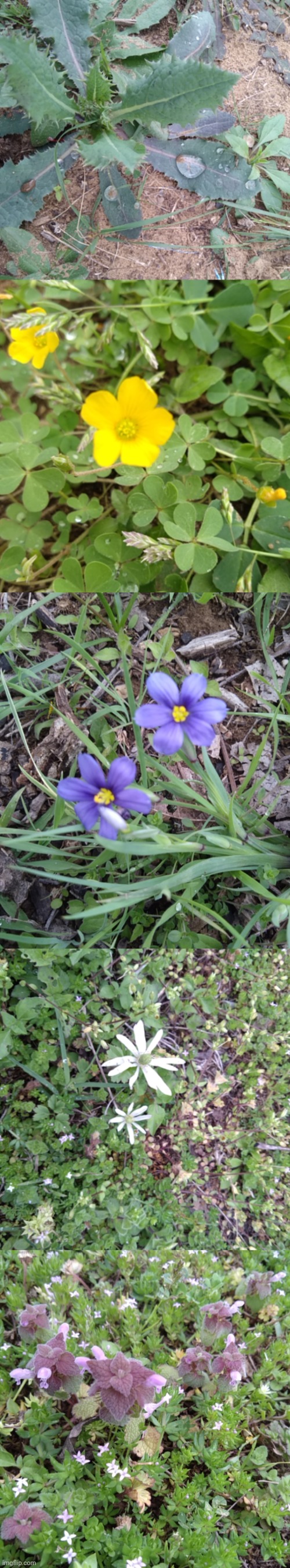 bad quality i was just taking pictures of plants i found outside | made w/ Imgflip meme maker