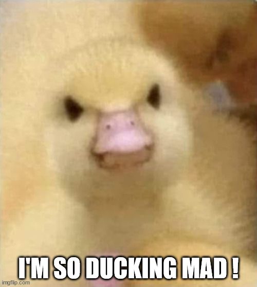 I'M ANGRY AS DUCK ! | I'M SO DUCKING MAD ! | image tagged in ducking mad | made w/ Imgflip meme maker