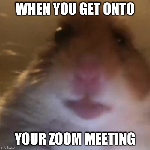 funnyness | WHEN YOU GET ONTO; YOUR ZOOM MEETING | image tagged in hampter | made w/ Imgflip meme maker