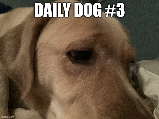 Dog | DAILY DOG #3 | image tagged in doge | made w/ Imgflip meme maker