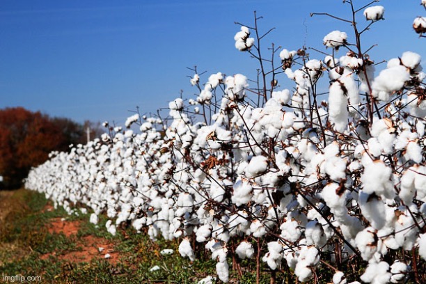 Cotton Field | image tagged in cotton field | made w/ Imgflip meme maker