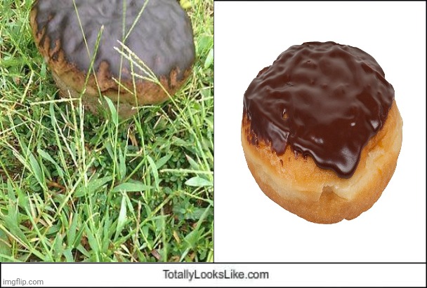 The giant mushroom looking like a chocolate frosted donut | image tagged in totally looks like,giant mushroom,memes,donuts,mushroom,donut | made w/ Imgflip meme maker