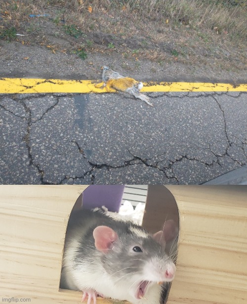 Rat road | image tagged in rat neighbor,you had one job,memes,rat,road,rats | made w/ Imgflip meme maker