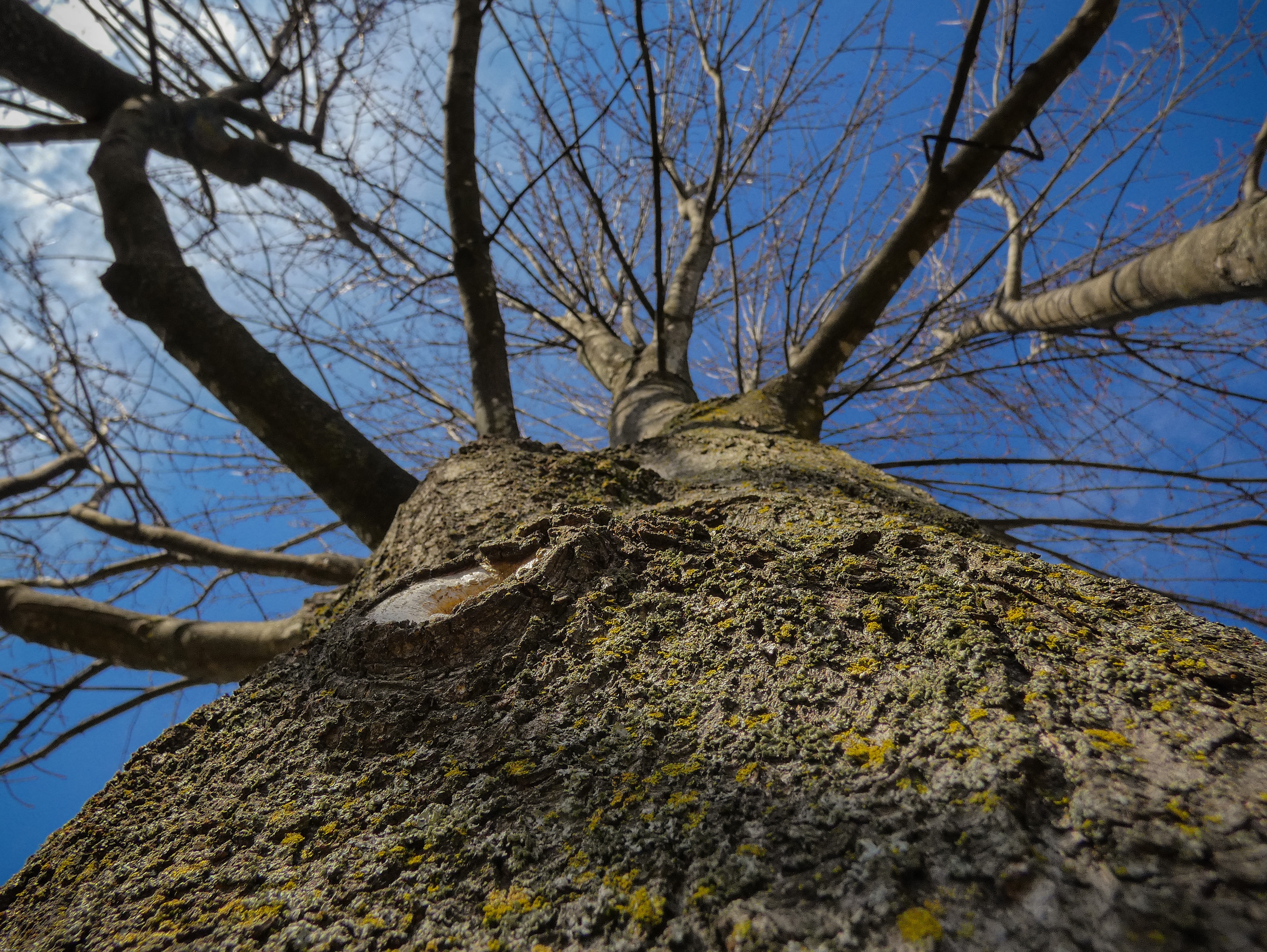 I put my camera up to a tree trunk today and took this cool perspective shot | image tagged in share your own photos | made w/ Imgflip meme maker