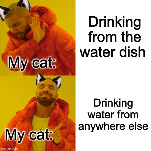 My cat will usually lick the condensation from the window or lick the bathtub | Drinking from the water dish; My cat:; Drinking water from anywhere else; My cat: | image tagged in memes,drake hotline bling,cats,cat | made w/ Imgflip meme maker