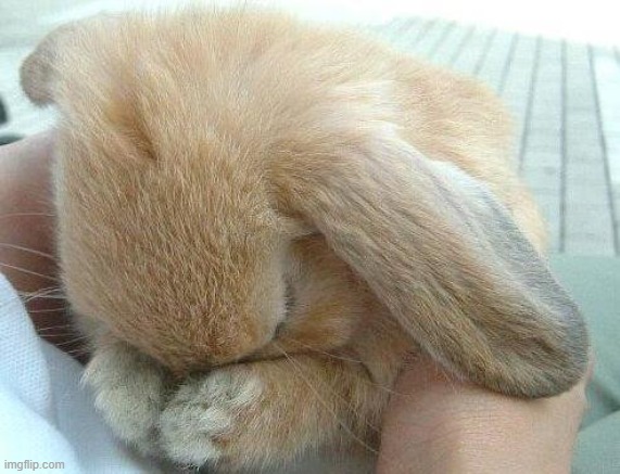 Used in comment | image tagged in you make bunny cry | made w/ Imgflip meme maker