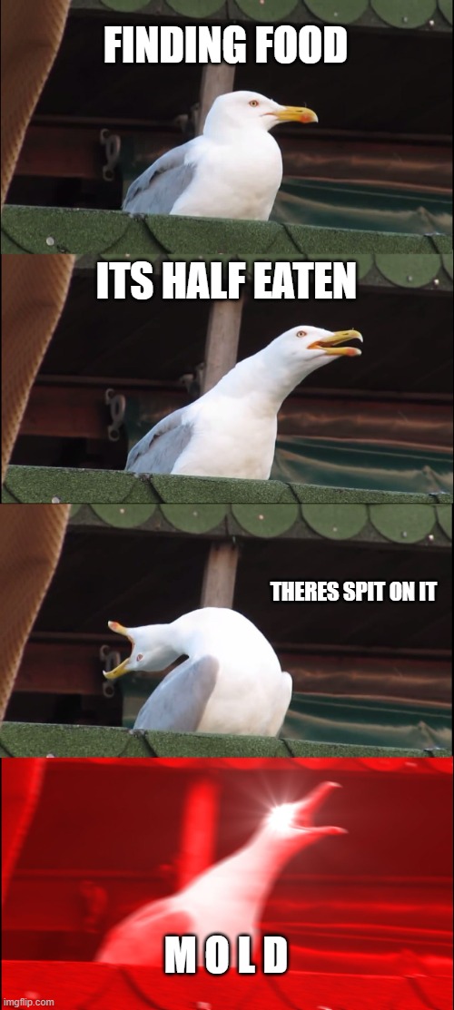 Inhaling Seagull | FINDING FOOD; ITS HALF EATEN; THERES SPIT ON IT; M O L D | image tagged in memes,inhaling seagull | made w/ Imgflip meme maker