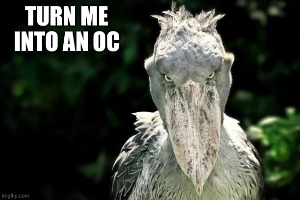 Devious Shoebill | TURN ME INTO AN OC | image tagged in devious shoebill | made w/ Imgflip meme maker