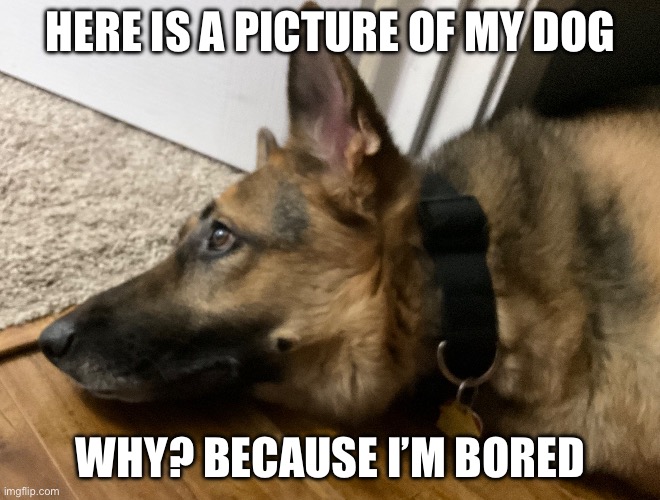 What the dog doin | HERE IS A PICTURE OF MY DOG; WHY? BECAUSE I’M BORED | image tagged in l | made w/ Imgflip meme maker