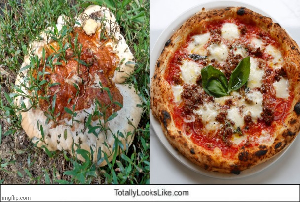 This mushroom looking like pizza | image tagged in totally looks like,mushroom,memes,pizza,giant mushroom,mushrooms | made w/ Imgflip meme maker
