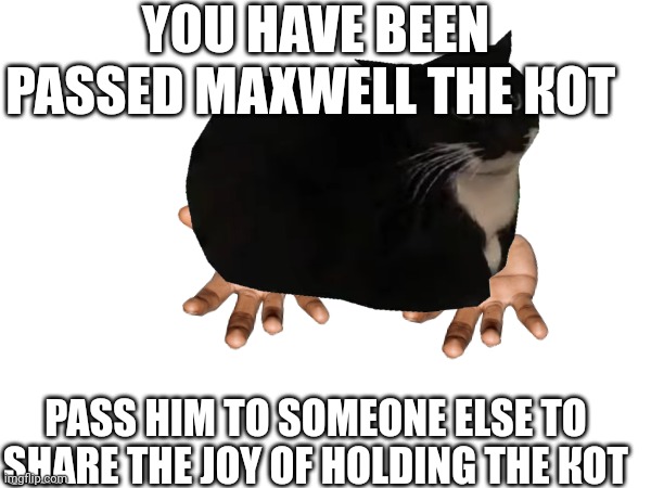 Pass him on! | YOU HAVE BEEN PASSED MAXWELL THE КОТ; PASS HIM TO SOMEONE ELSE TO SHARE THE JOY OF HOLDING THE КОТ | image tagged in maxwell,pass the kot,kot,cat | made w/ Imgflip meme maker