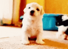Cute dog | image tagged in gifs,dogs,cute | made w/ Imgflip images-to-gif maker