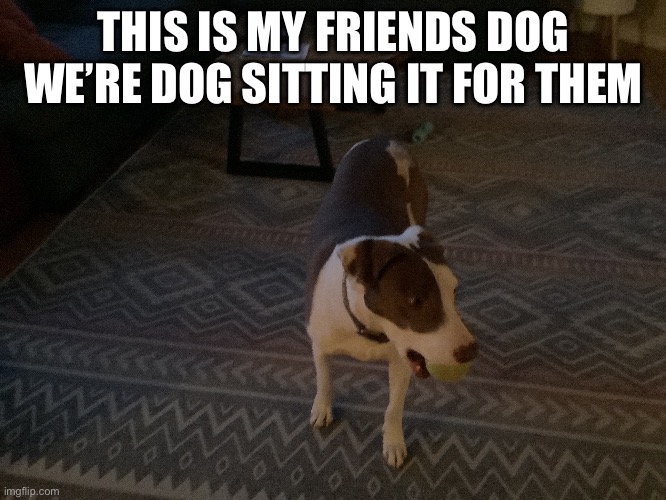 Other dog | THIS IS MY FRIENDS DOG WE’RE DOG SITTING IT FOR THEM | image tagged in dogs | made w/ Imgflip meme maker