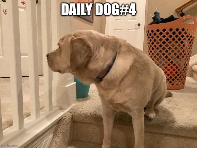 Daily dog 4 | DAILY DOG#4 | image tagged in dog | made w/ Imgflip meme maker