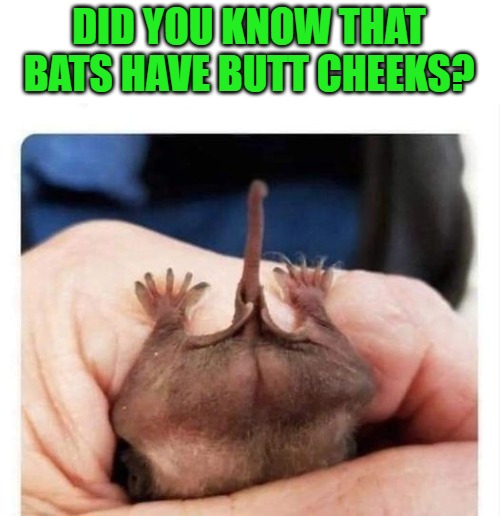 Bat butt cheeks | DID YOU KNOW THAT BATS HAVE BUTT CHEEKS? | image tagged in bats,butt cheeks | made w/ Imgflip meme maker