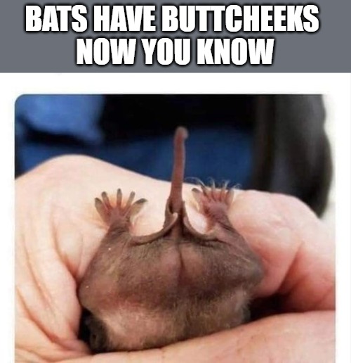 bat buttcheeks | BATS HAVE BUTTCHEEKS 
NOW YOU KNOW | image tagged in bats,buttcheeks | made w/ Imgflip meme maker