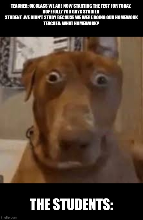 Has this ever happened to you before? | TEACHER: OK CLASS WE ARE NOW STARTING THE TEST FOR TODAY, 
HOPEFULLY YOU GUYS STUDIED 
STUDENT :WE DIDN'T STUDY BECAUSE WE WERE DOING OUR HOMEWORK
TEACHER: WHAT HOMEWORK? THE STUDENTS: | image tagged in shocked dog | made w/ Imgflip meme maker
