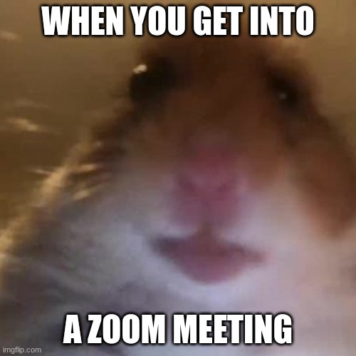 Hampter | WHEN YOU GET INTO; A ZOOM MEETING | image tagged in hampter | made w/ Imgflip meme maker
