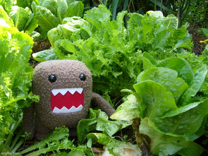 Killer Lettuce | image tagged in killer lettuce | made w/ Imgflip meme maker