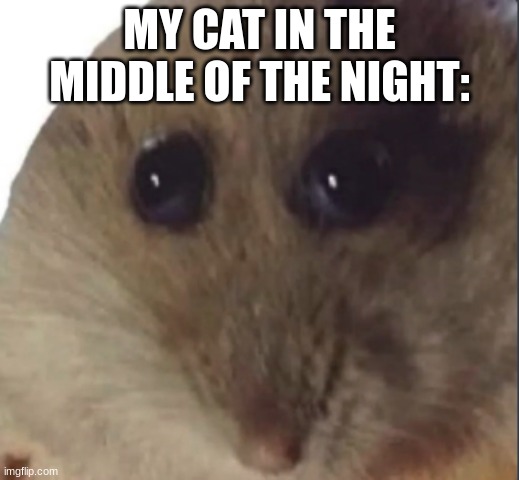 Hampter | MY CAT IN THE MIDDLE OF THE NIGHT: | image tagged in hampter | made w/ Imgflip meme maker