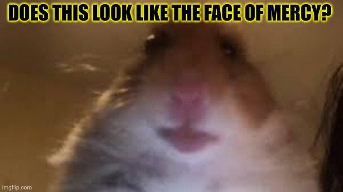 Ahhhhhhhhhhhhhhhhh | DOES THIS LOOK LIKE THE FACE OF MERCY? | image tagged in facetime hamster,ahhhhhhhhhhhhh,killer,hamster,this is not okie dokie | made w/ Imgflip meme maker