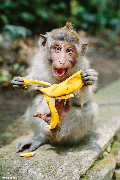 Monkey banana | image tagged in monkey banana | made w/ Imgflip meme maker