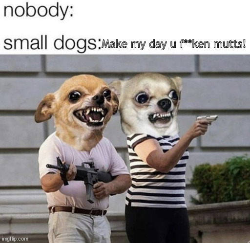 small dogs with guns the bomb | Make my day u f**ken mutts! | image tagged in memes,dark humor | made w/ Imgflip meme maker