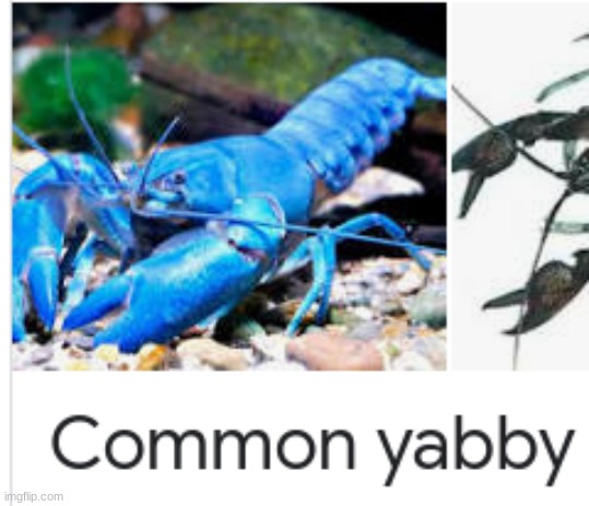 yabby | made w/ Imgflip meme maker