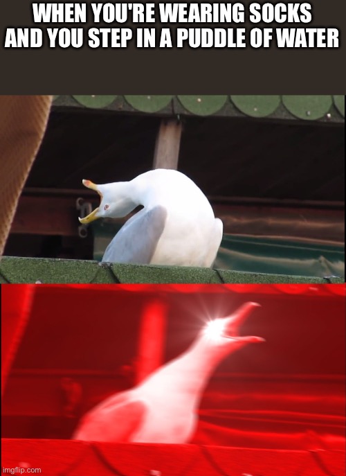 Screaming bird | WHEN YOU'RE WEARING SOCKS AND YOU STEP IN A PUDDLE OF WATER | image tagged in screaming bird | made w/ Imgflip meme maker