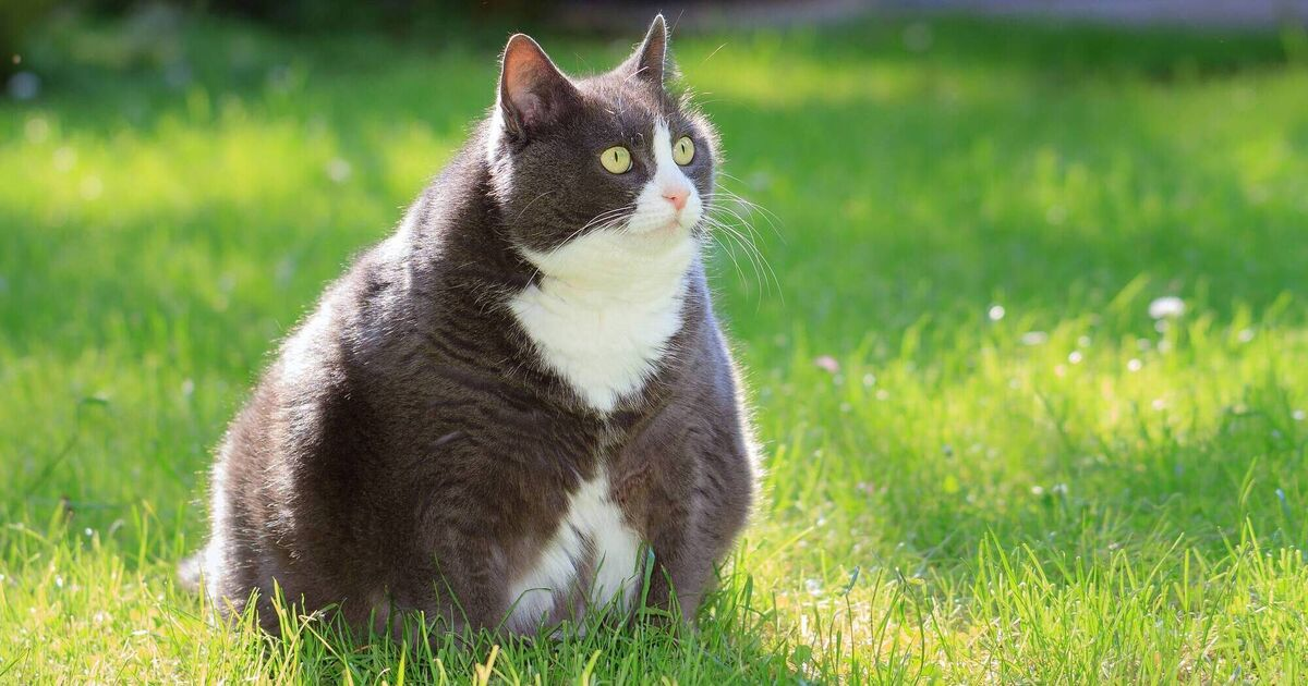 High Quality Really fat cat Blank Meme Template