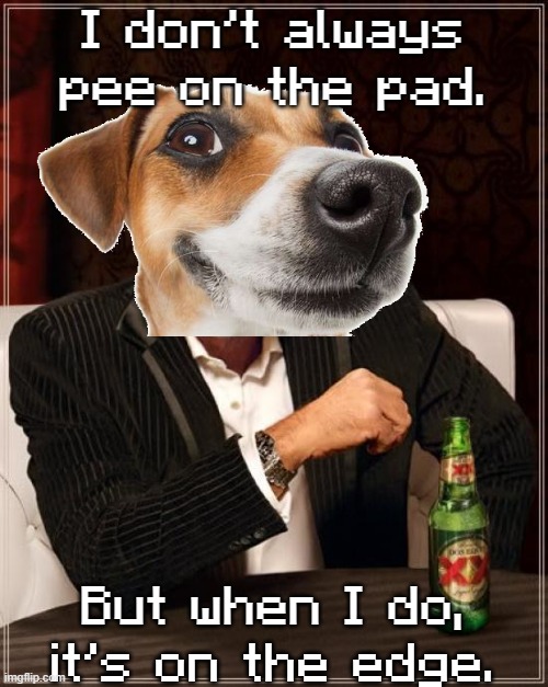 The Most Interesting Man In The World | I don't always pee on the pad. But when I do, it's on the edge. | image tagged in memes,the most interesting man in the world | made w/ Imgflip meme maker