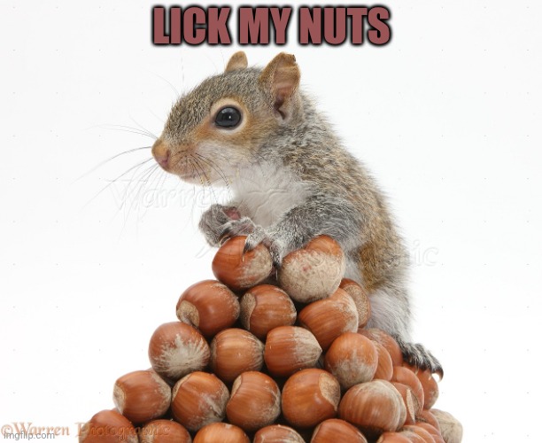 Gray Squirrel with pile of nuts | LICK MY NUTS | image tagged in gray squirrel with pile of nuts | made w/ Imgflip meme maker