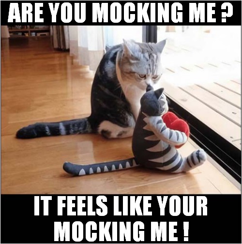Cat Questions Owners Choice ! | ARE YOU MOCKING ME ? IT FEELS LIKE YOUR
MOCKING ME ! | image tagged in cats,mocking | made w/ Imgflip meme maker