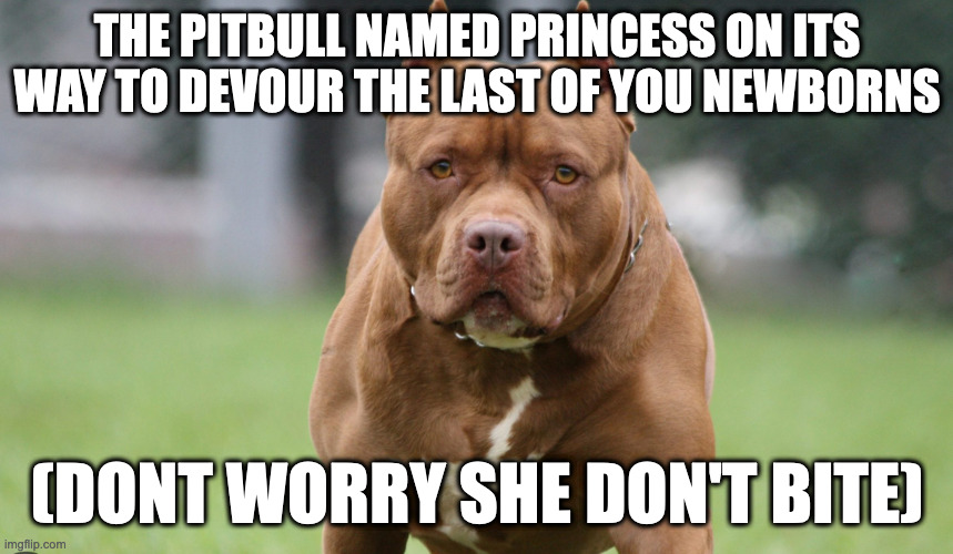 Pitbulls be like | THE PITBULL NAMED PRINCESS ON ITS WAY TO DEVOUR THE LAST OF YOU NEWBORNS; (DONT WORRY SHE DON'T BITE) | image tagged in funny memes | made w/ Imgflip meme maker