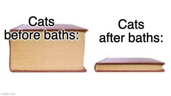 Floofy | Cats after baths:; Cats before baths: | image tagged in big book small book,cats | made w/ Imgflip meme maker