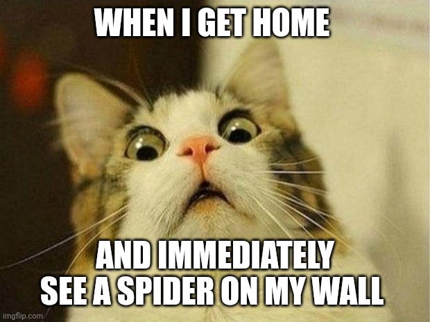 Spiders are invading our homes | WHEN I GET HOME; AND IMMEDIATELY SEE A SPIDER ON MY WALL | image tagged in memes,scared cat | made w/ Imgflip meme maker