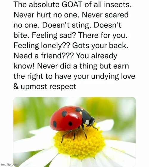 The best bugs | image tagged in memes,funny,wholesome | made w/ Imgflip meme maker