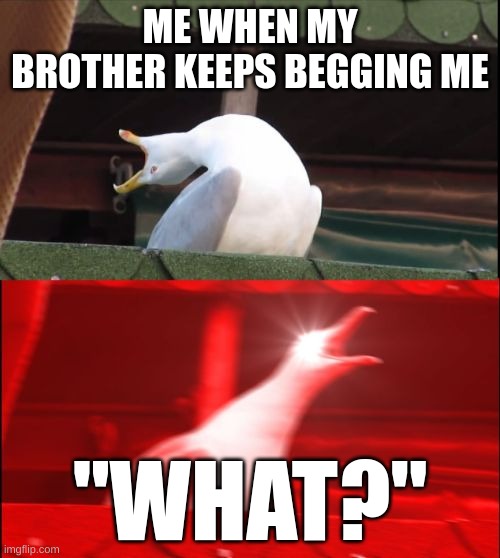 screaming seagull | ME WHEN MY BROTHER KEEPS BEGGING ME; "WHAT?" | image tagged in screaming seagull | made w/ Imgflip meme maker