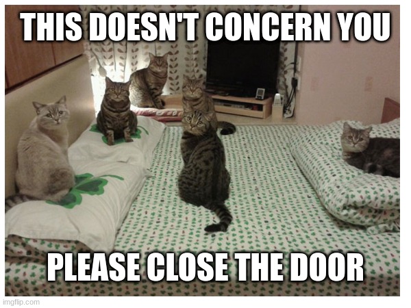 ... | THIS DOESN'T CONCERN YOU; PLEASE CLOSE THE DOOR | image tagged in cats,bed,funny,door,meme,idk | made w/ Imgflip meme maker