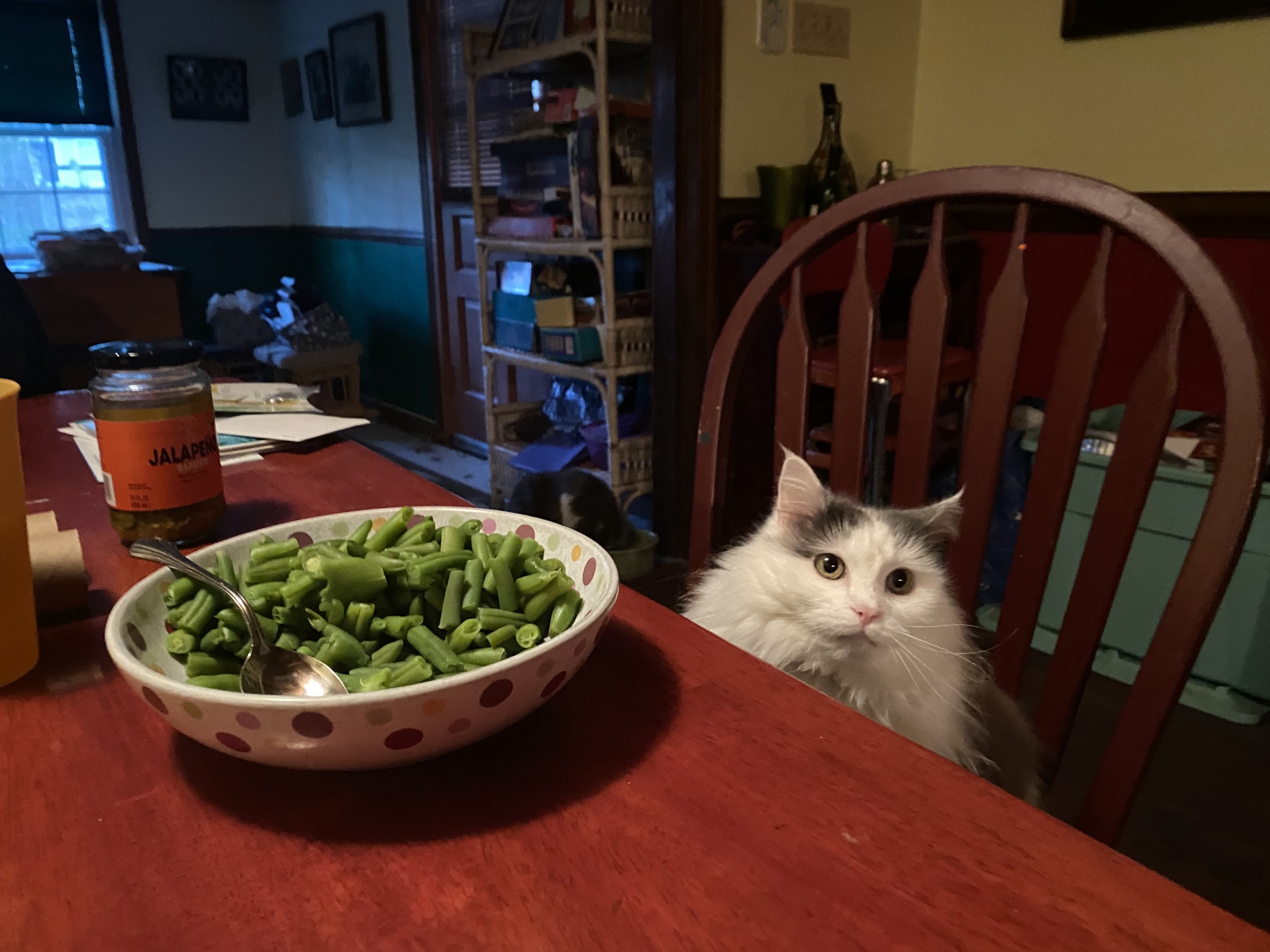 High Quality Cat at table Blank Meme Template